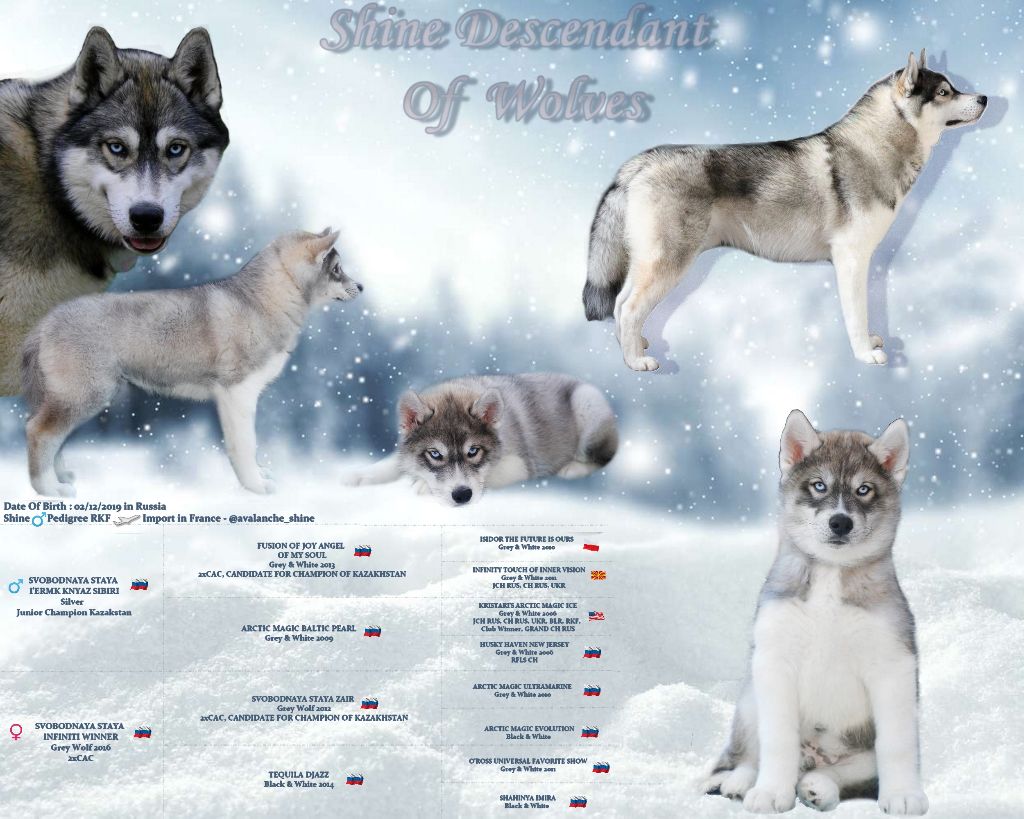 Shine descendant of wolves
