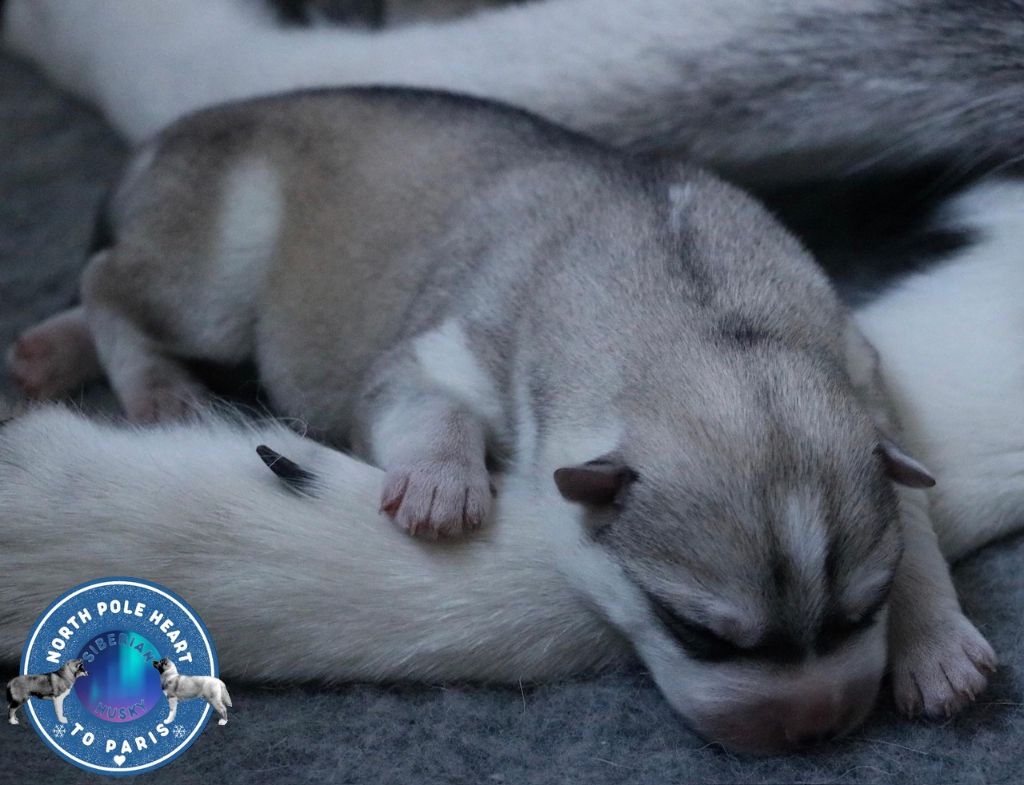 North Pole Heart To Paris - Chiot disponible  - Siberian Husky