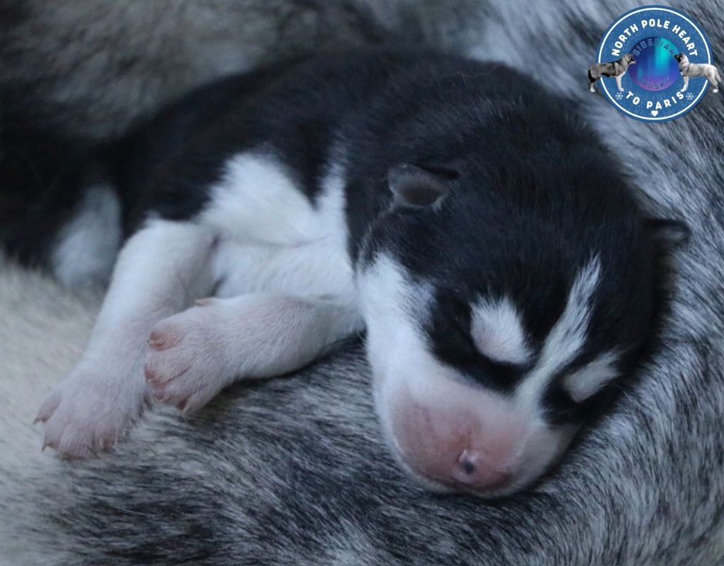 North Pole Heart To Paris - Chiot disponible  - Siberian Husky