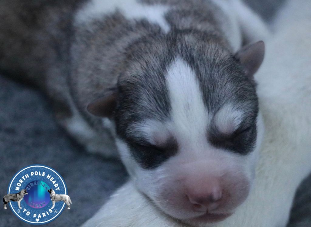 North Pole Heart To Paris - Chiot disponible  - Siberian Husky