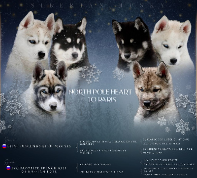 North Pole Heart To Paris - Siberian Husky - Portée née le 14/11/2023
