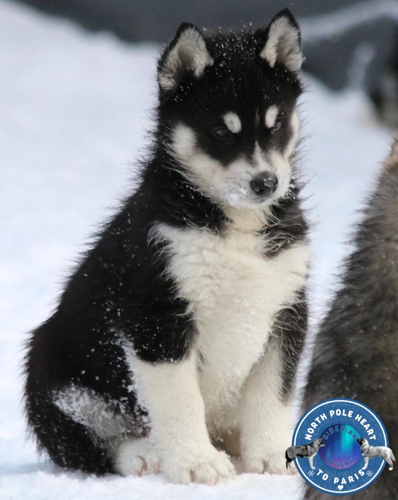 North Pole Heart To Paris - Chiot disponible  - Siberian Husky