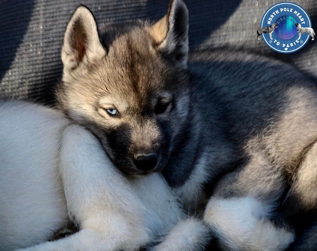 North Pole Heart To Paris - Chiot disponible  - Siberian Husky