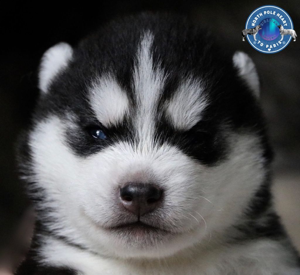 North Pole Heart To Paris - Chiot disponible  - Siberian Husky