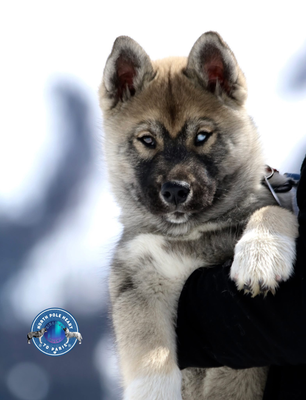 Aslan The King Of Umok's Dreams