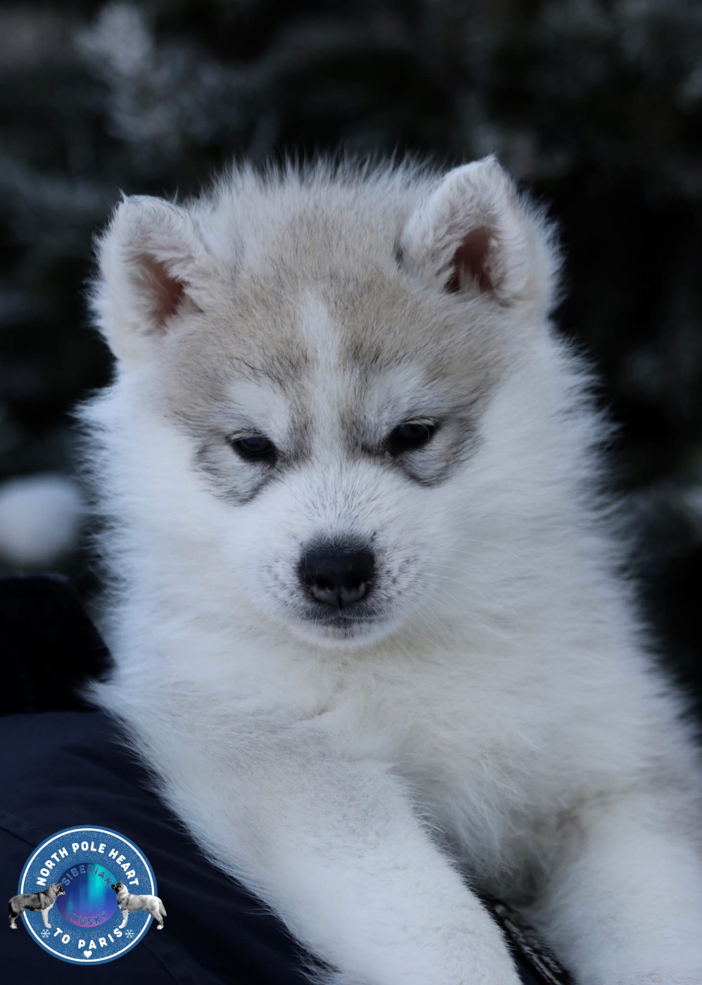 Vienna At Christmas North Pole Heart To Paris