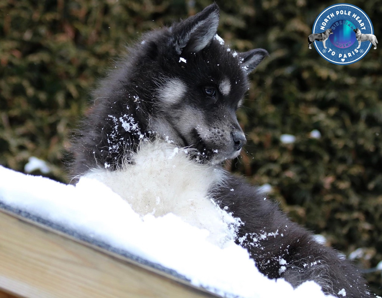 Usual Suspect North Pole Heart To Paris