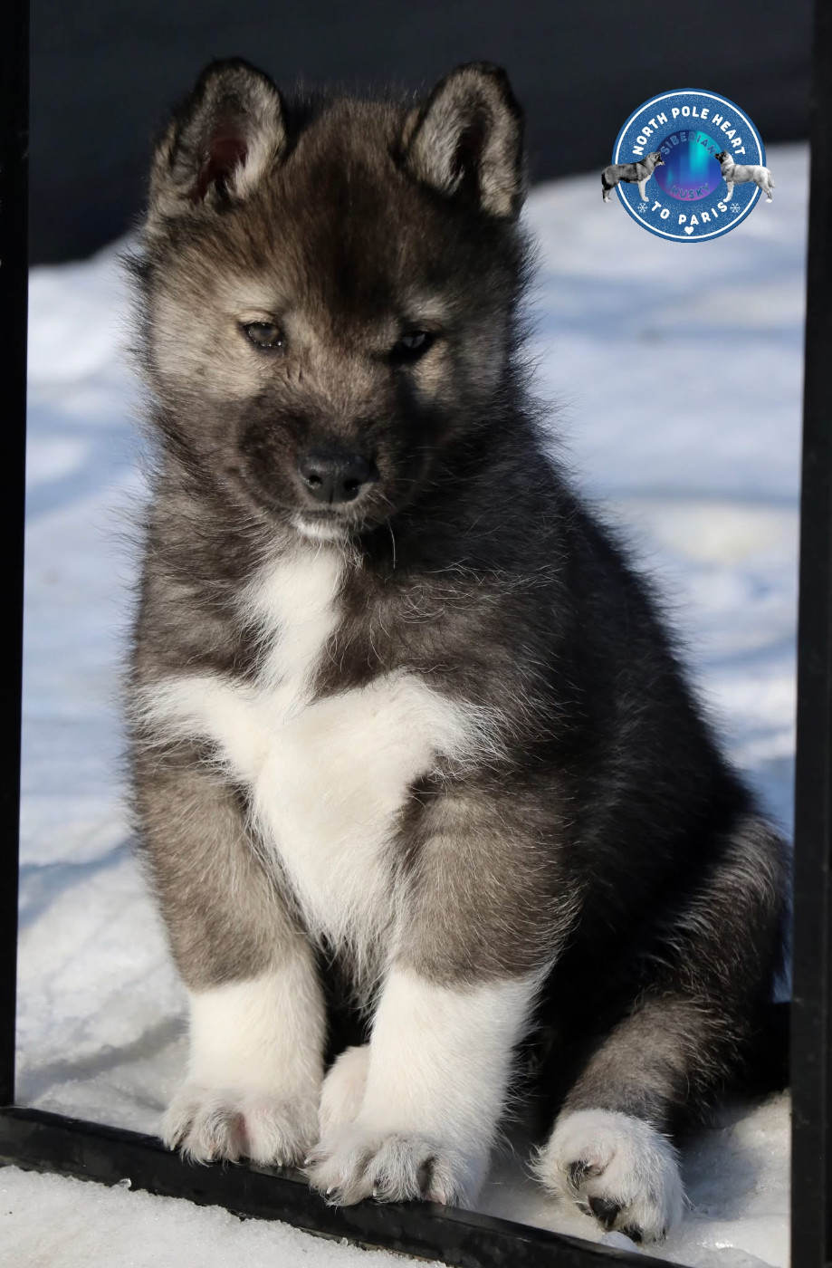 Versailles Castle North Pole Heart To Paris