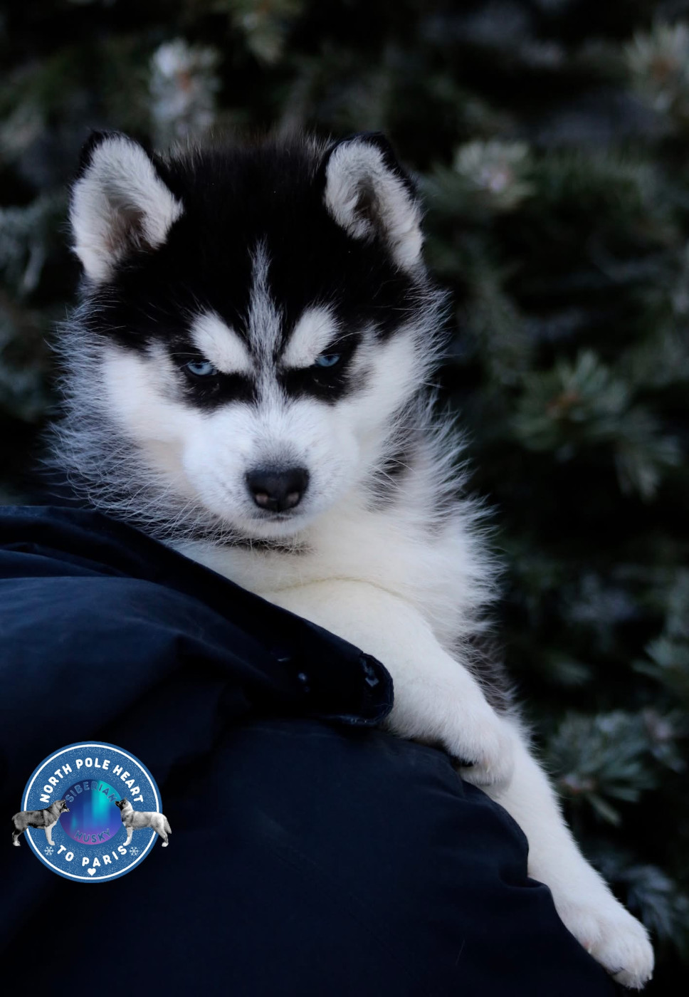 Vamos A la Playa North Pole Heart To Paris