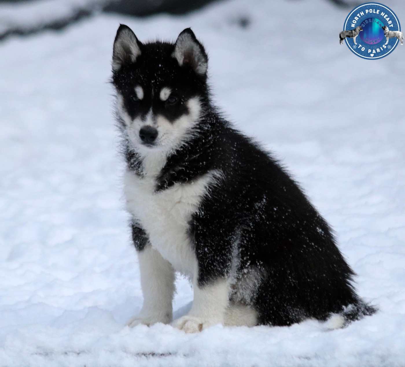 Urban Street North Pole Heart To Paris