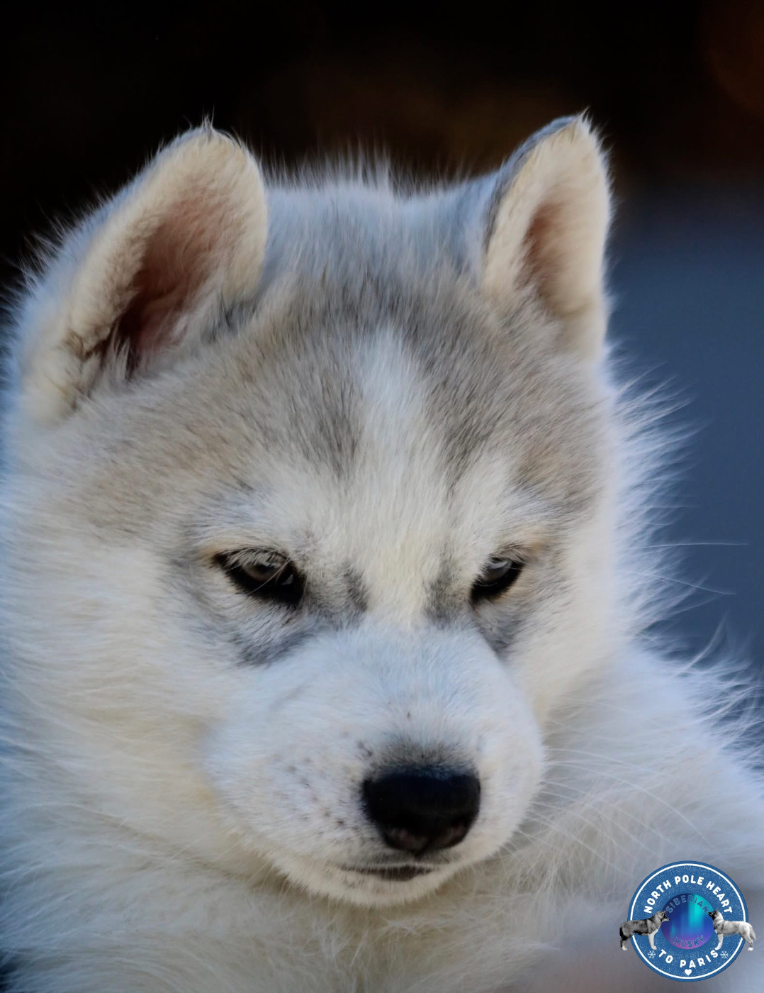 Very Important Person - VIP North Pole Heart To Paris