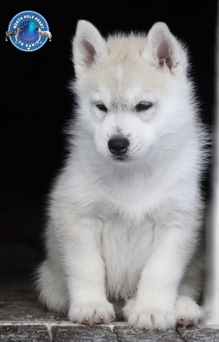 Vuitton Store North Pole Heart To Paris