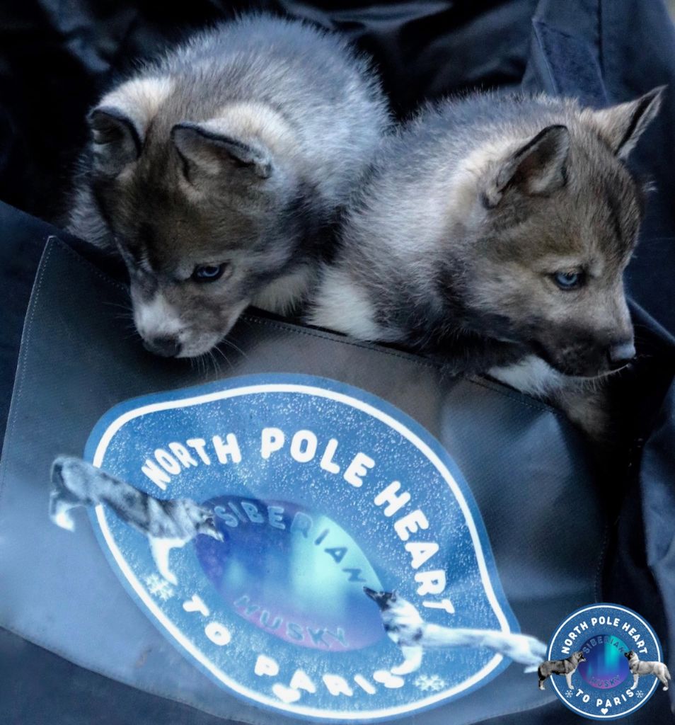Les Chiots North Pole Heart To Paris