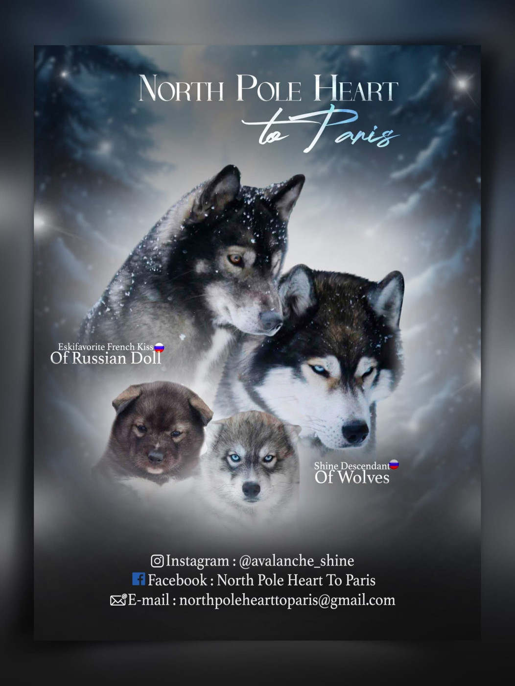 Chiot Siberian Husky North Pole Heart To Paris