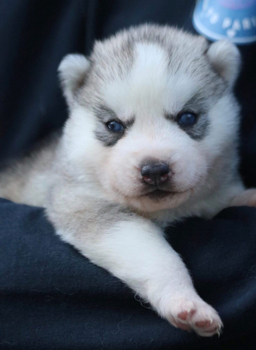 North Pole Heart To Paris - Chiots disponibles - Siberian Husky
