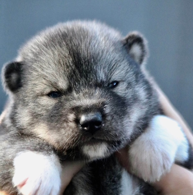 North Pole Heart To Paris - Chiots disponibles - Siberian Husky