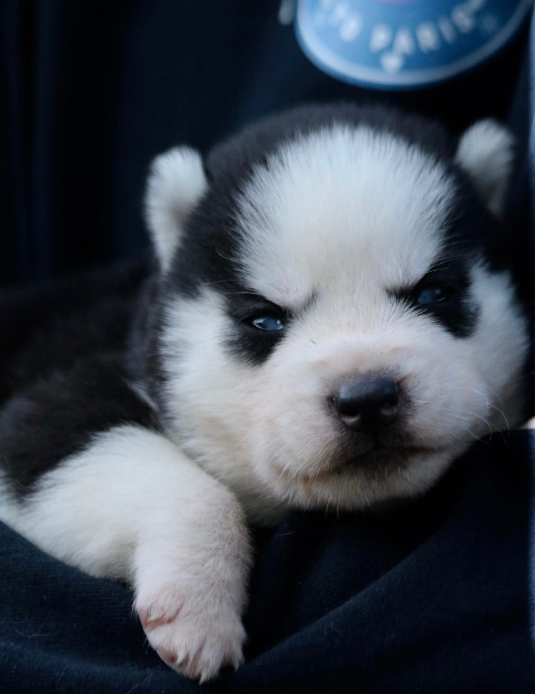 North Pole Heart To Paris - Chiots disponibles - Siberian Husky