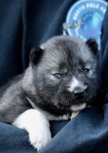 North Pole Heart To Paris - Chiots disponibles - Siberian Husky