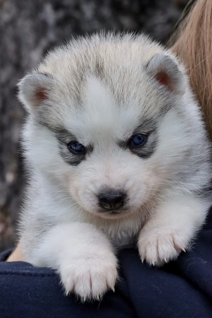 North Pole Heart To Paris - Chiots disponibles - Siberian Husky