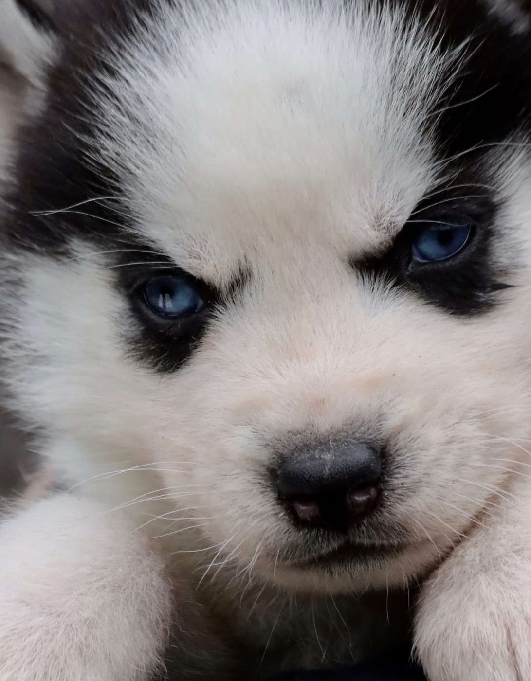 North Pole Heart To Paris - Chiots disponibles - Siberian Husky