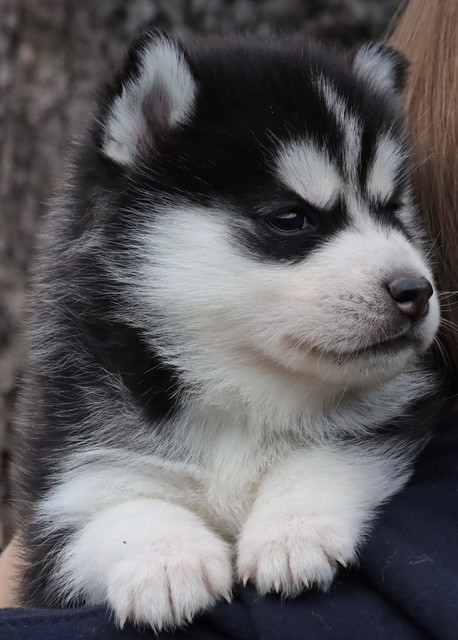 North Pole Heart To Paris - Chiots disponibles - Siberian Husky