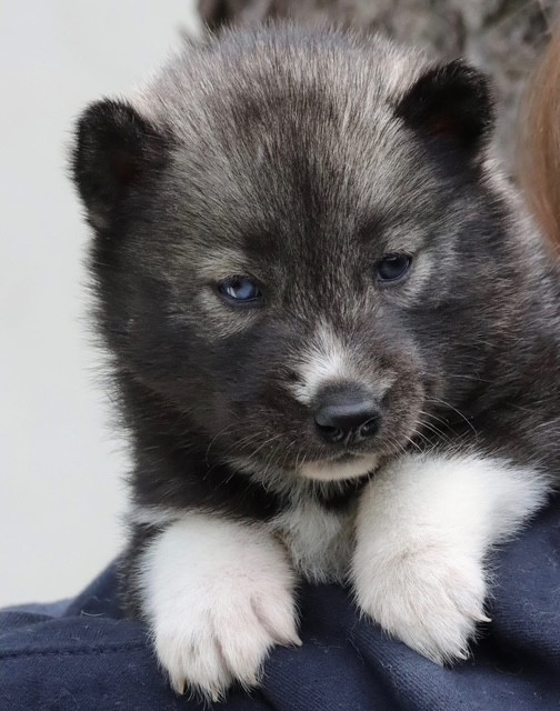 North Pole Heart To Paris - Chiots disponibles - Siberian Husky