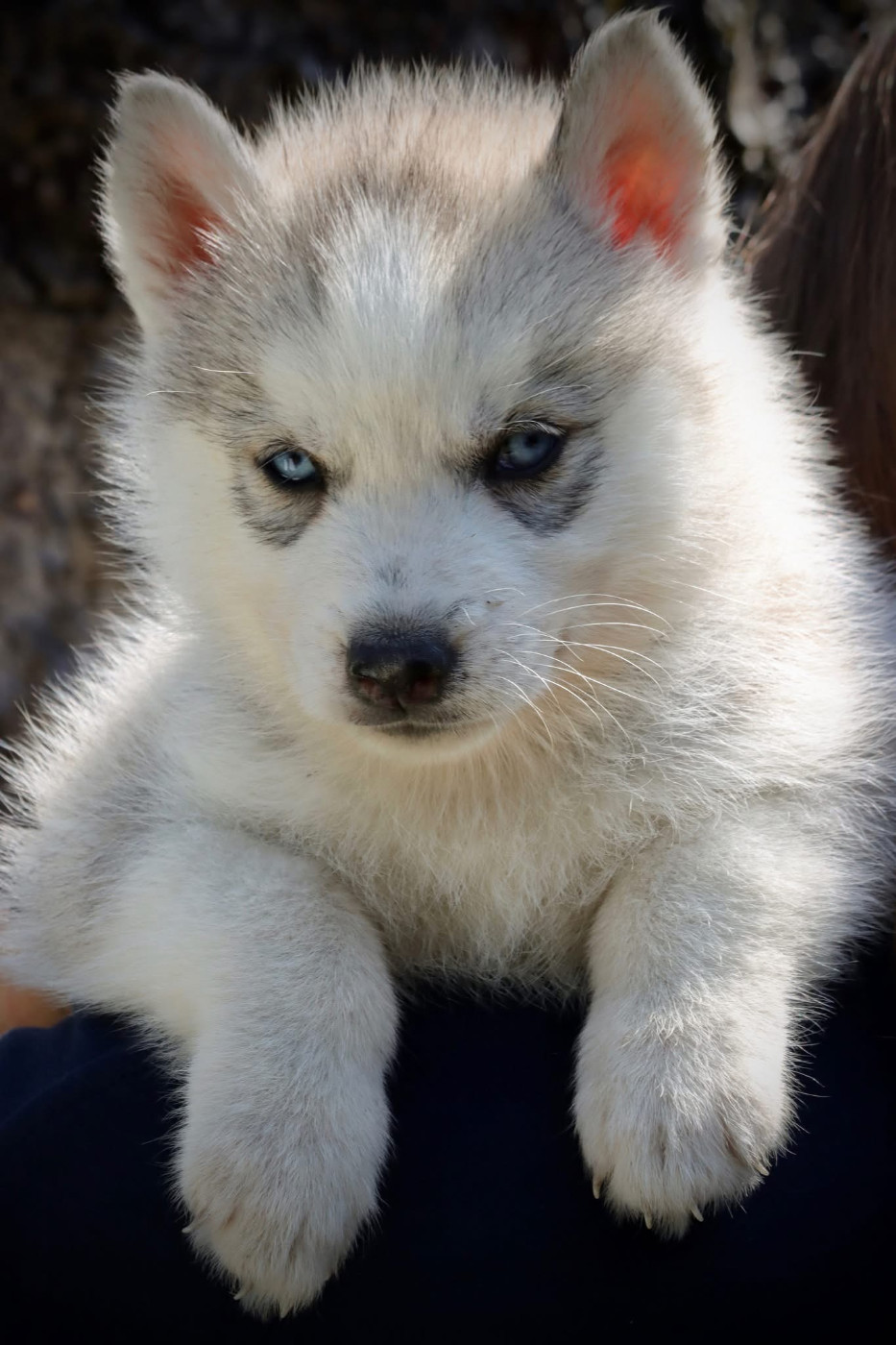North Pole Heart To Paris - Chiots disponibles - Siberian Husky