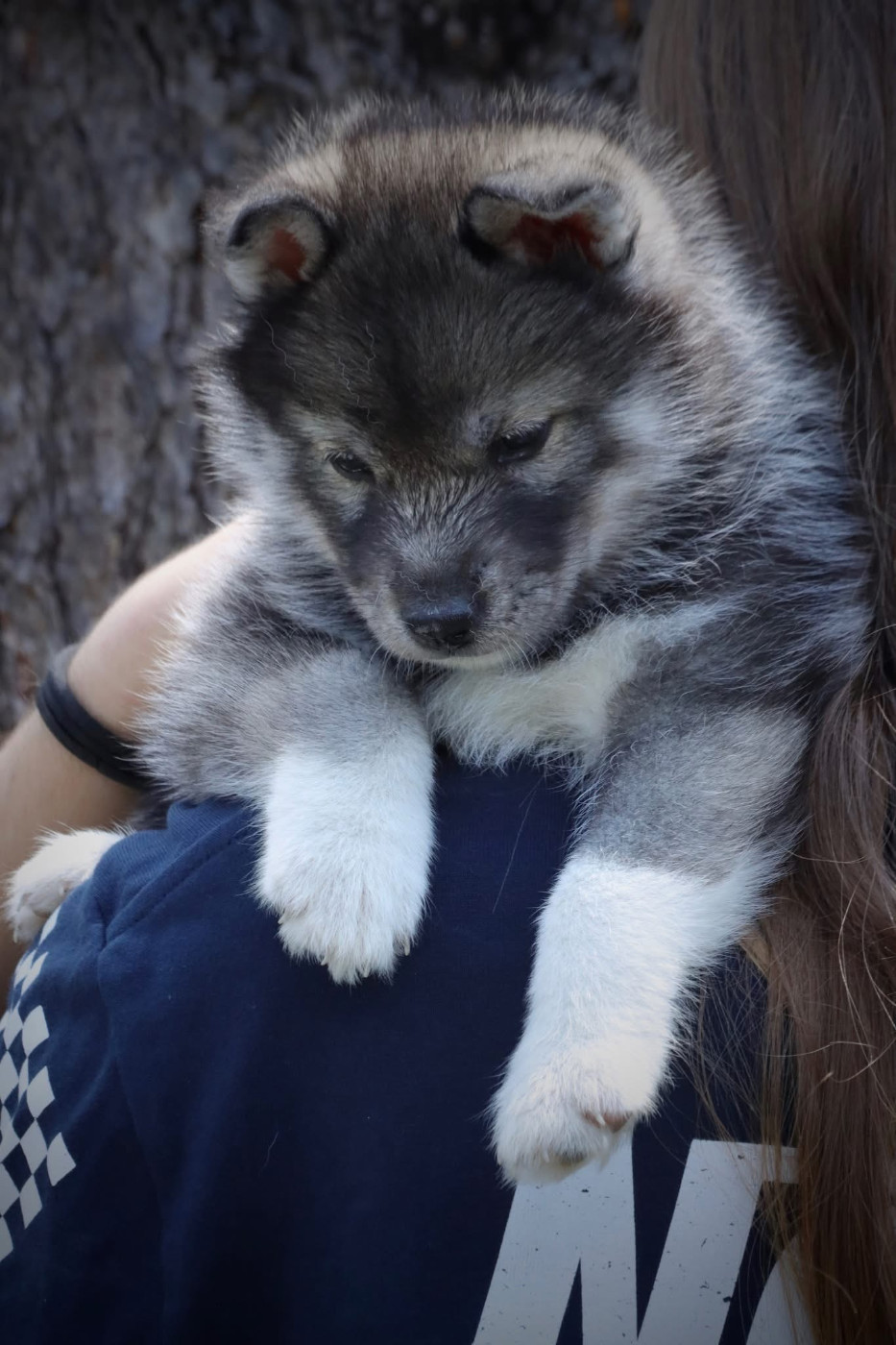 North Pole Heart To Paris - Chiots disponibles - Siberian Husky